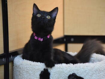 Rescue Domestic Medium Hair Cats for Adoption in San Jose, California - Raven | PetCurious