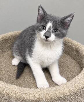 Edison -  Domestic Short Hair Cat for Adoption in Pickerington, Ohio - Edison | PetCurious