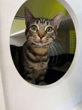 Domestic Short Hair and Bengal Cats Available for Adoption - Savannah  | PetCurious
