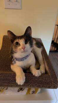 Rescue Calico and Dilute Calico Cats for Adoption in Woodinville, Washington - Tink | PetCurious
