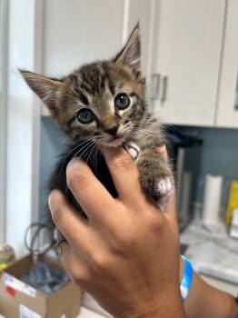 Rescue Domestic Short Hair Cats for Adoption in Morgantown, Kentucky - Moore Trap Kitten 2 | PetCurious