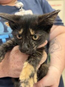Grenadine -  Domestic Short Hair Cat for Adoption in Fishers, Indiana - Grenadine | PetCurious