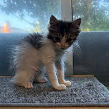 Frankie -  Domestic Short Hair Cat for Adoption in Pleasanton, California - Frankie | PetCurious