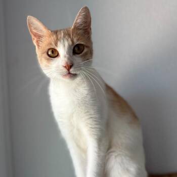 Priscilla -  Domestic Short Hair Cat for Adoption in Austin, Texas - Priscilla | PetCurious