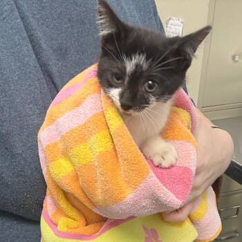 Kanga -  Domestic Short Hair Cat for Adoption in Columbiana, Alabama - Kanga | PetCurious