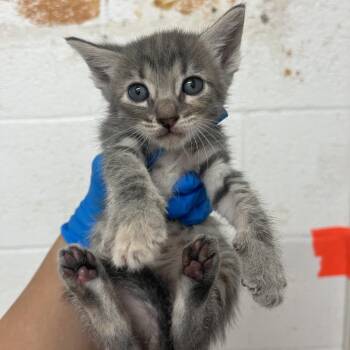 Pixel -  American Shorthair Cat for Adoption in Edinburg, Texas - Pixel | PetCurious
