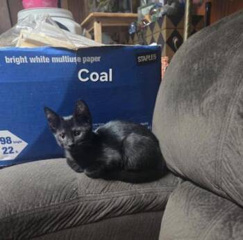 Coal -  Bombay Cat for Adoption in Liverpool, Texas - Coal | PetCurious