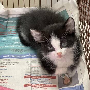 Domestic Medium Hair Cats Available for Adoption in San Antonio, Texas - Scenti | PetCurious