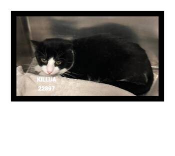KILLUA -  Domestic Short Hair Cat for Adoption in Marietta, Georgia - KILLUA | PetCurious