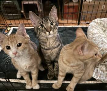 NOD -  Tabby Cat for Adoption in Lake Ozark, Missouri - NOD | PetCurious