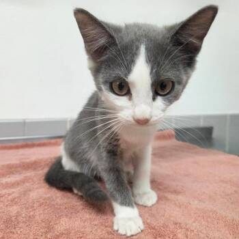 Star Anise -  Domestic Short Hair Cat for Adoption in Austin, Texas - Star Anise | PetCurious