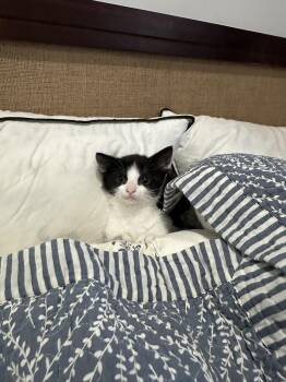 Panda (Bonded to Badger) -  Domestic Short Hair Cat for Adoption in New York, New York - Panda (Bonded To Badger) | PetCurious