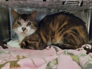 Coby -  Domestic Short Hair Cat for Adoption in Golden Valley, Minnesota - Coby | PetCurious