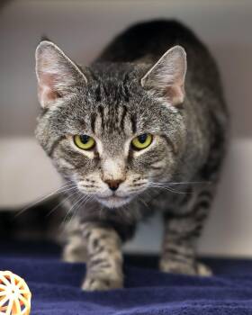 Domestic Short Hair Cats Available for Adoption in Bridgeport, Connecticut - NILE (0608) | PetCurious
