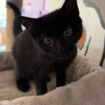 Lyra -  Domestic Short Hair Cat for Adoption in Brimfield, Massachusetts - Lyra | PetCurious