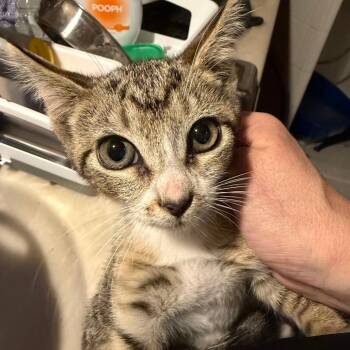 Tansy Lichens -  Domestic Short Hair Cat for Adoption in Woodstock, Virginia - Tansy Lichens | PetCurious