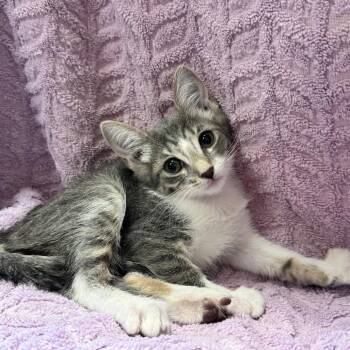 Mila -  Domestic Medium Hair Cat for Adoption in Los Angeles, California - Mila | PetCurious