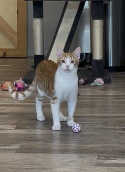 Rescue Domestic Short Hair Cats for Adoption in Petaluma, California - Bert | PetCurious