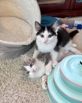 Gary -  Domestic Medium Hair Cat for Adoption in Columbus, Minnesota - Gary | PetCurious