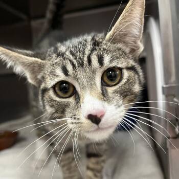 Alec -  Domestic Short Hair Cat for Adoption in Kanab, Utah - Alec | PetCurious