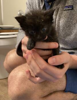 Rescue Domestic Short Hair Cats for Adoption in Poplar Grove, Illinois - RC | PetCurious