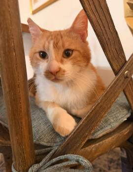 Vincent Van Gogh -  Domestic Short Hair Cat for Adoption in San Luis Obispo, California - Vincent Van Gogh | PetCurious