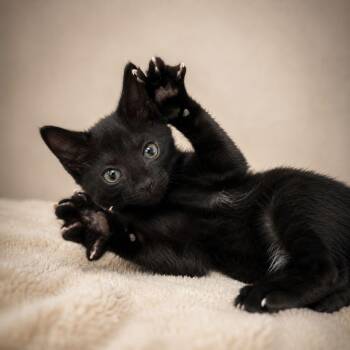 Rubens -  Domestic Short Hair Cat Available for Adoption in Miami, Florida - Rubens | PetCurious