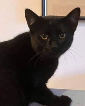 Rescue Bombay and Domestic Short Hair Cats for Adoption in Palo Alto, California - Koa | PetCurious