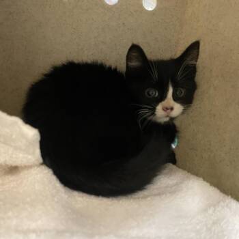 Brendon -  Domestic Short Hair Cat for Adoption in Pasadena, California - Brendon | PetCurious