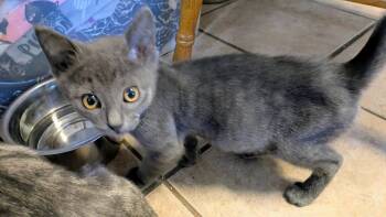 Pico -  Domestic Short Hair Cat for Adoption in Eureka, California - Pico | PetCurious