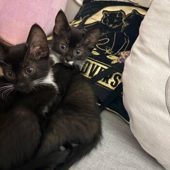 Ont -  Domestic Short Hair Cat for Adoption in Abbotsford, British Columbia - Ont | PetCurious