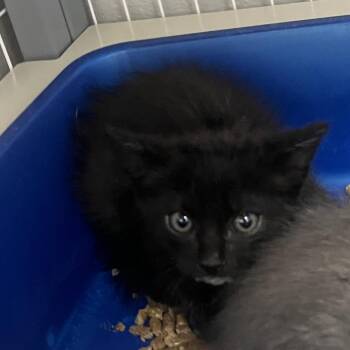 Domestic Short Hair Cats Available for Adoption in Columbiana, Alabama - Twinkle Twinkle Little Star | PetCurious