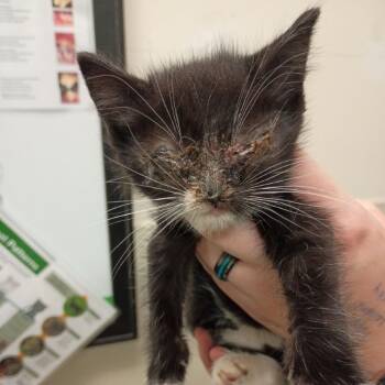 Domestic Medium Hair Cats Available for Adoption in Roanoke, Virginia - Laura | PetCurious