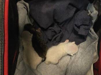 A1928876 -  Domestic Short Hair Cat for Adoption in Thousand Palms, California - A1928876 | PetCurious