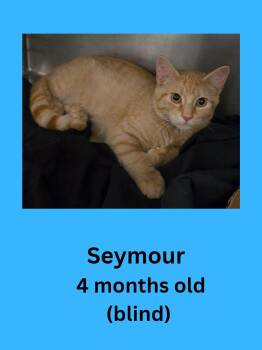 Seymour -  Domestic Short Hair Cat for Adoption in Ravenna, Ohio - Seymour | PetCurious