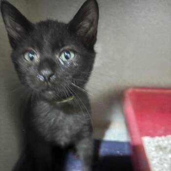 Domestic Short Hair Cats Available for Adoption in Cumming, Georgia - Barbados | PetCurious