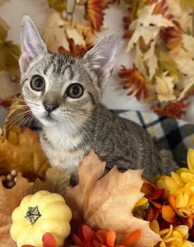 Rescue Domestic Short Hair Cats for Adoption in Stillwater, Oklahoma - 6/28/25 - Lois | PetCurious