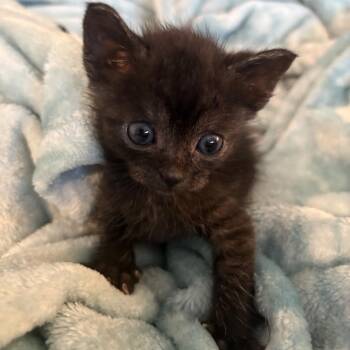 Lint -  Domestic Short Hair Cat for Adoption in Roswell, Georgia - Lint | PetCurious