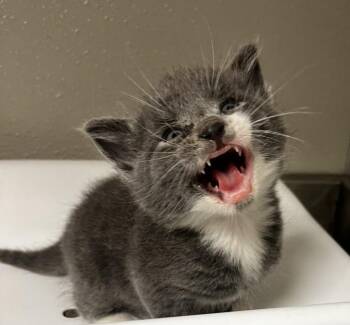 Domestic Short Hair Cats Available for Adoption in Tracy, California - SPARROW | PetCurious