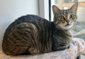 BJORN -  Domestic Short Hair Cat for Adoption in Sarasota, Florida - BJORN | PetCurious