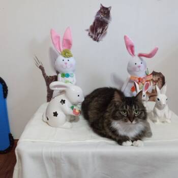 Rescue Domestic Long Hair Cats for Adoption in Kittanning, Pennsylvania - Trixie | PetCurious