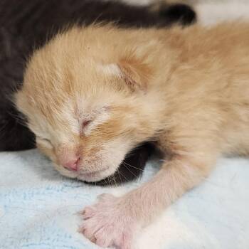Marmalade -  Domestic Short Hair Cat for Adoption in Clearwater, Florida - Marmalade | PetCurious