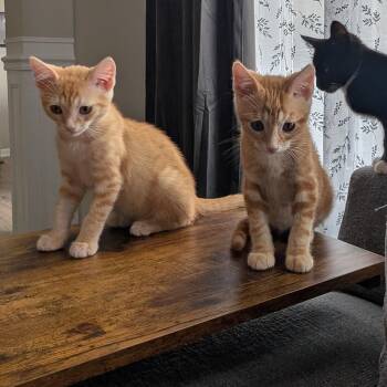 Pancake & Waffles -  Domestic Short Hair Cat for Adoption in Mokena, Illinois - Pancake & Waffles | PetCurious