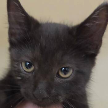 Wallace -  Domestic Short Hair Cat for Adoption in Zanesville, Ohio - Wallace | PetCurious