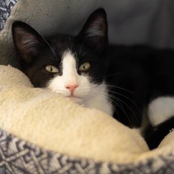 Rebekah -  Domestic Short Hair Cat for Adoption in Wilmington, Delaware - Rebekah | PetCurious