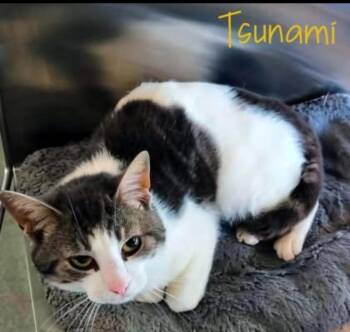 Domestic Short Hair Cats Available for Adoption in Blountville, Tennessee - Tsunami | PetCurious