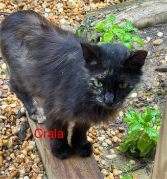 Rescue Domestic Medium Hair Cats for Adoption in Union Springs, Alabama - Crala #17893-23 | PetCurious