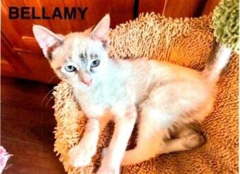 Bellamy -  Siamese Cat for Adoption in Dayton, Minnesota - Bellamy | PetCurious