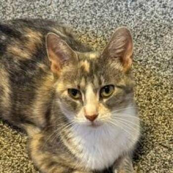 Firecraker -  Domestic Short Hair Cat for Adoption in Madison, Wisconsin - Firecraker | PetCurious