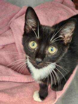 Carver -  Domestic Short Hair Cat for Adoption in Hilton Head Island, South Carolina - Carver | PetCurious